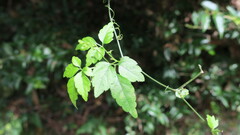 Gynostemma pentaphyllum