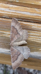 Larentia clavaria