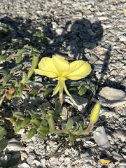 Oenothera drummondii