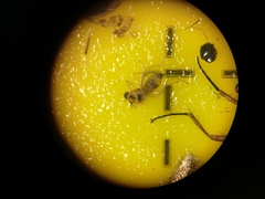 Elaphropeza ephippiata