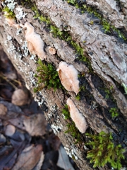 Merulius tremellosus