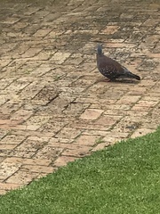 Columba guinea