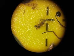 Elaphropeza ephippiata