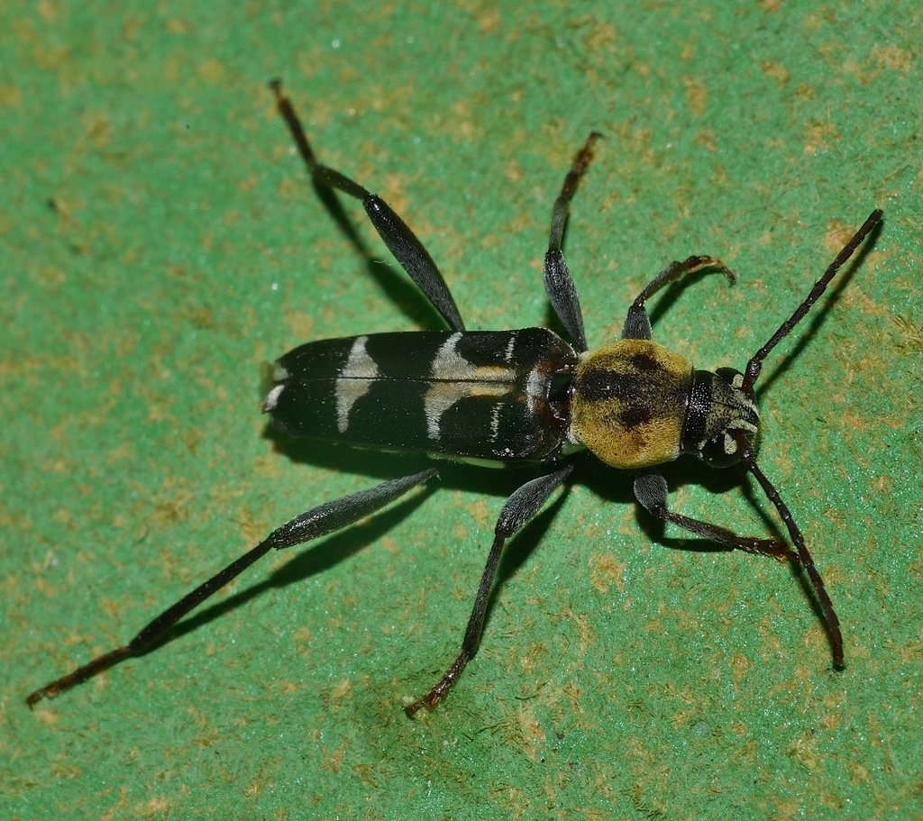 Xylotrechus reginae
