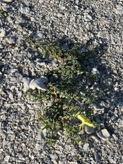 Oenothera drummondii
