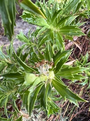 Cliffortia phillipsii