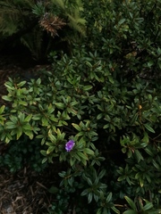 Rhododendron tapetiforme