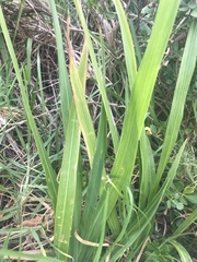 Chasmanthe aethiopica