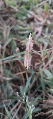 Dactyloctenium aegyptium