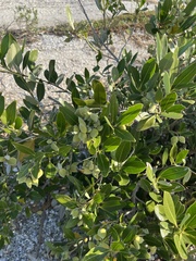 Avicennia germinans