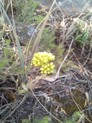 Crassula