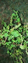 Ocimum tenuiflorum