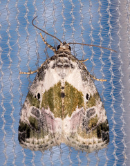 Maliattha synochitis