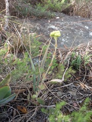 Crassula