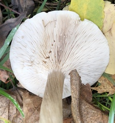 Melanoleuca melaleuca