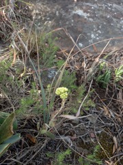 Crassula
