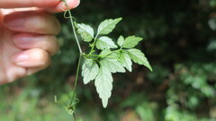 Gynostemma pentaphyllum