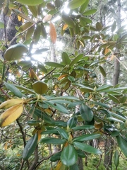 Rhododendron brachycarpum