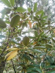 Rhododendron brachycarpum