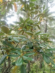 Rhododendron brachycarpum