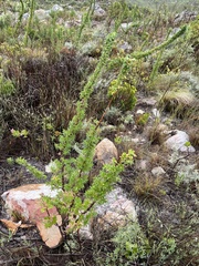 Cliffortia phillipsii