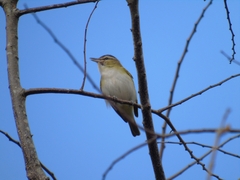 Vireo chivi