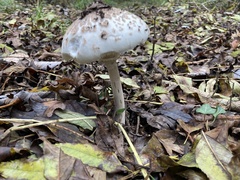 Chlorophyllum rhacodes
