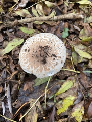 Chlorophyllum rhacodes