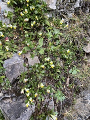 Polygaloides chamaebuxus