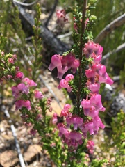 Erica glomiflora
