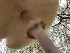 Chlorophyllum rhacodes
