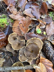 Craterellus