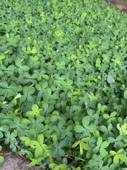 Arachis