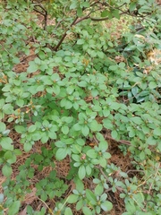 Rhododendron kiusianum