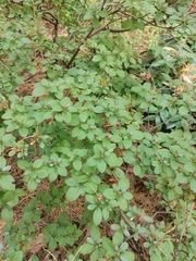 Rhododendron kiusianum