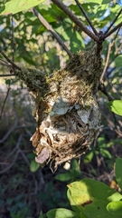 Vireo griseus