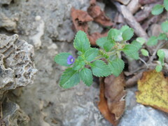 Stemodia verticillata