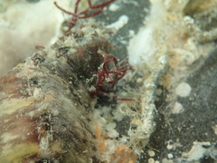 Cryptoplax iredalei