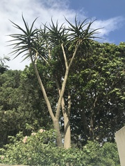 Asphodeloideae