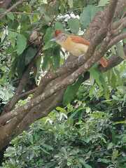 Thamnophilus doliatus