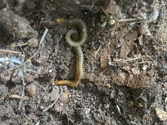Henia vesuviana