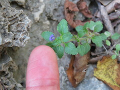 Stemodia verticillata