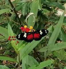 Heliconius doris