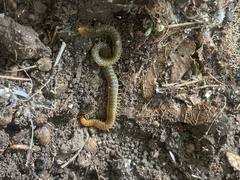 Henia vesuviana