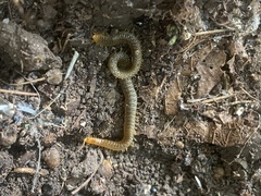Henia vesuviana