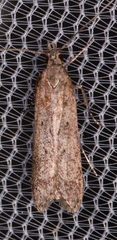 Dichomeris ligulella