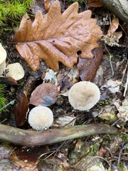 Lycoperdon