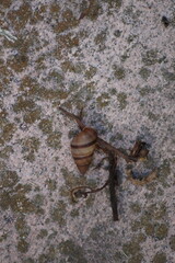 Bulimulus guadalupensis