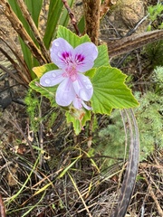 Pelargonium cucullatum
