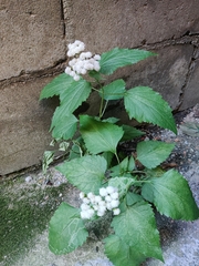 Ageratina altissima